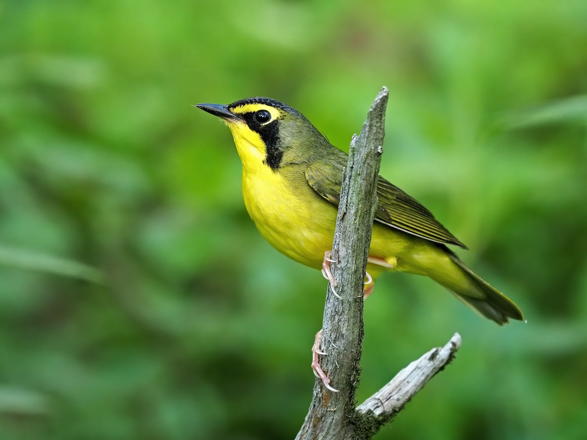 Kentucky Warbler - Gary Mueller