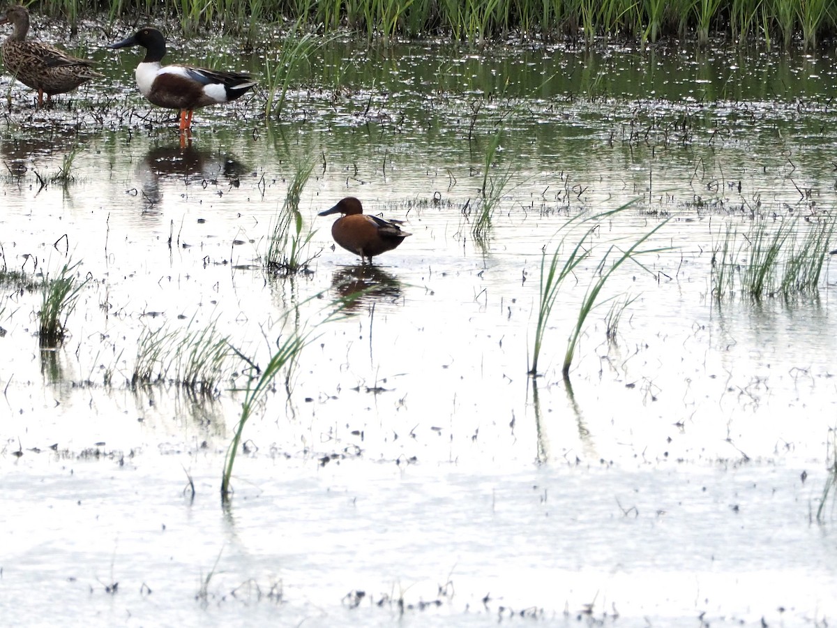 Cinnamon Teal - ML580843031