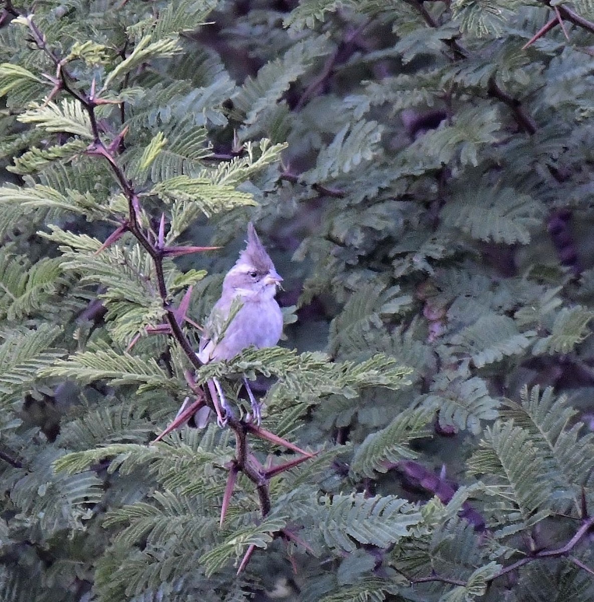 Gray-crested Finch - ML580843281