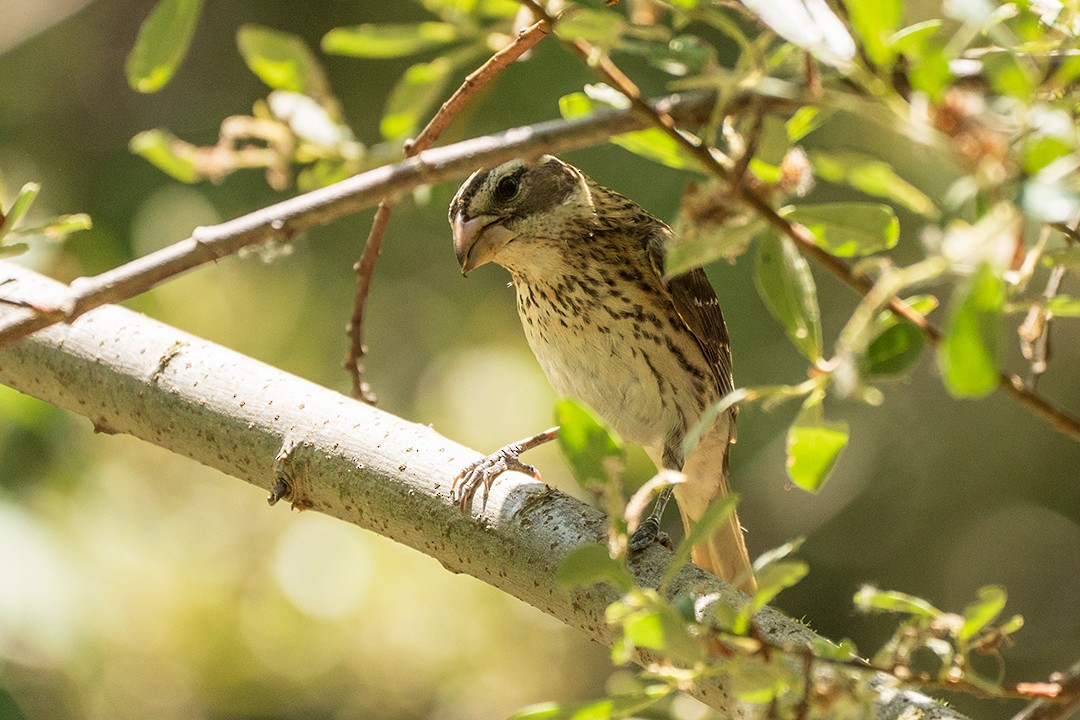 Розовогрудый толстонос - ML580843421