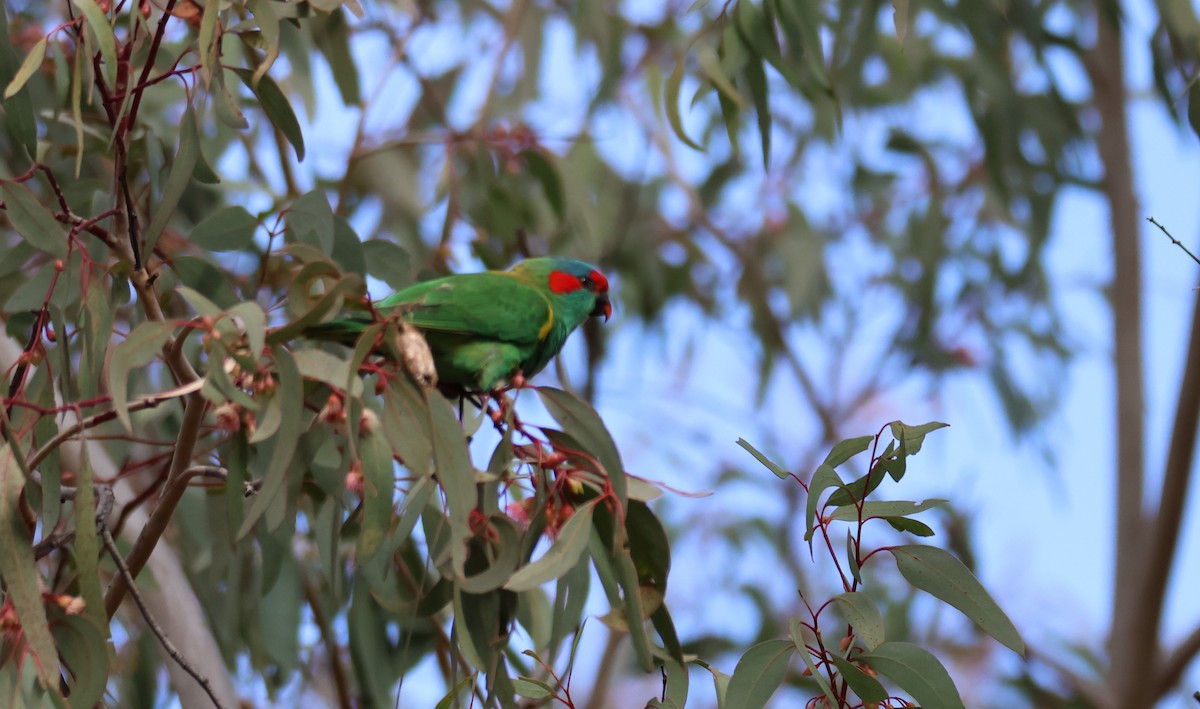 Musk Lorikeet - ML580844251