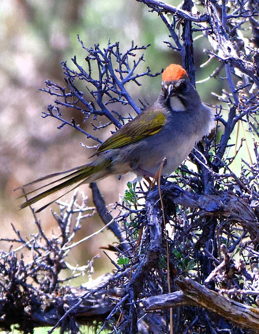 Green-tailed Towhee - ML580845361