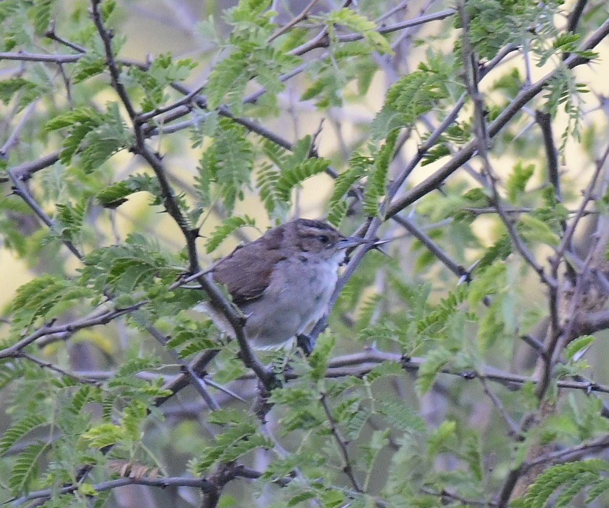 Streak-fronted Thornbird - ML580846531