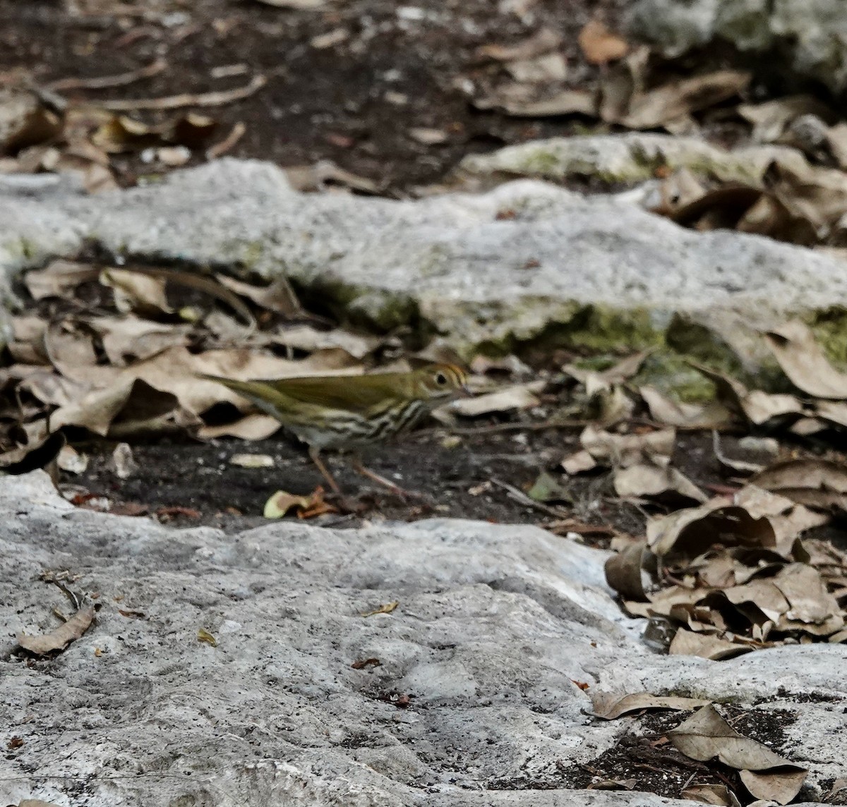 Ovenbird - ML580847361