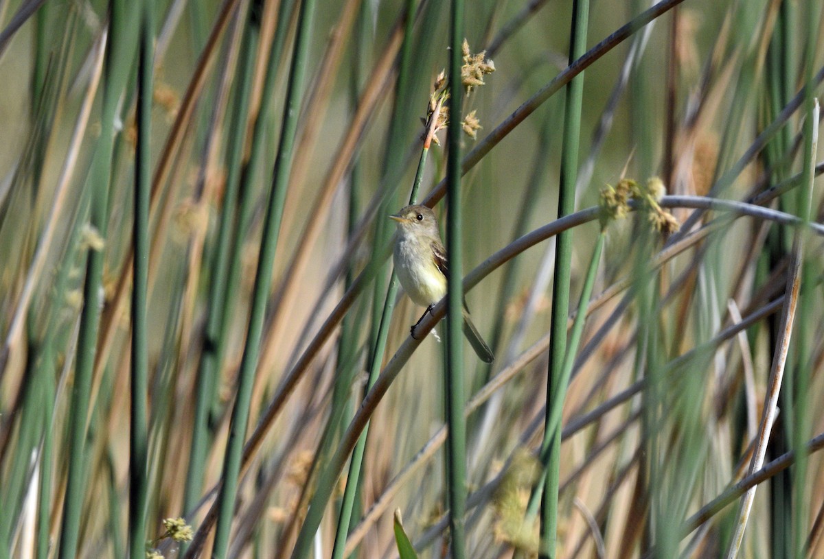 Willow Flycatcher - Sona Conlin