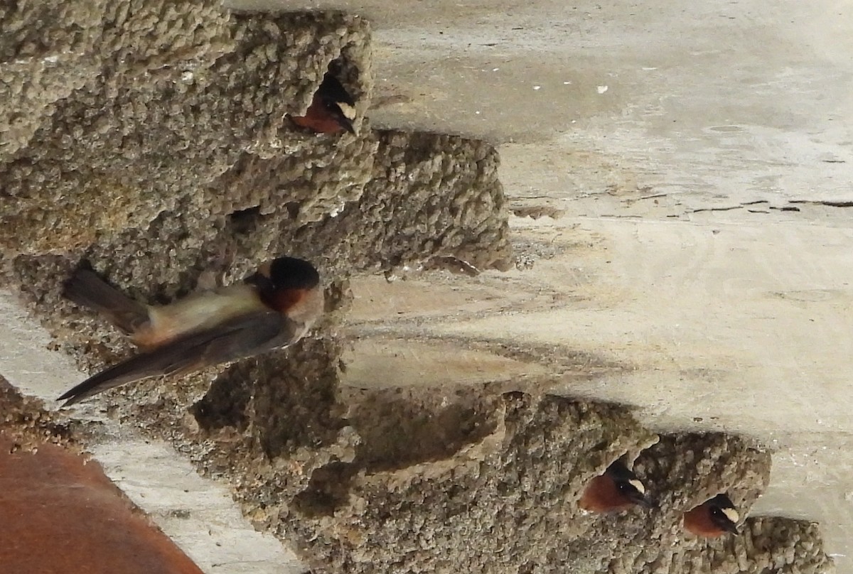 Cliff Swallow - Helen Diakow