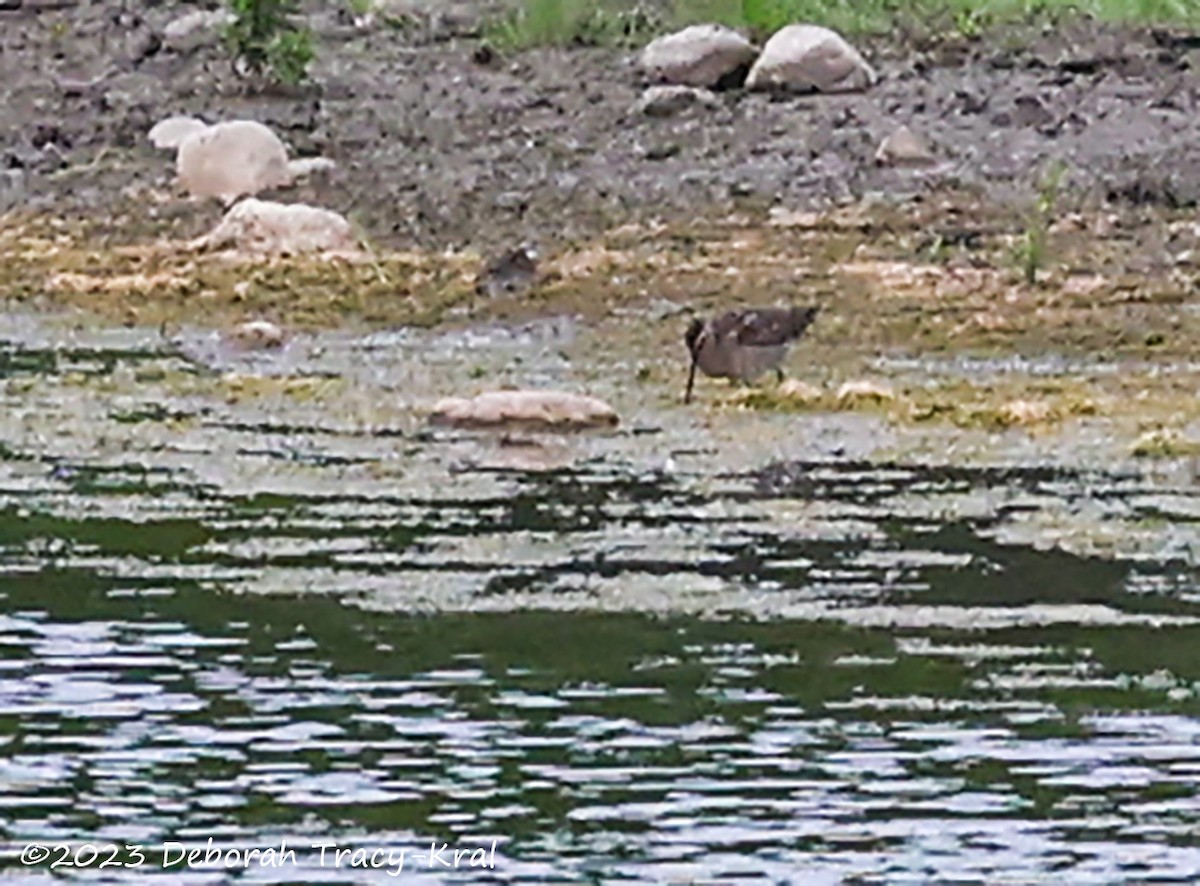 Short-billed Dowitcher - ML580848461