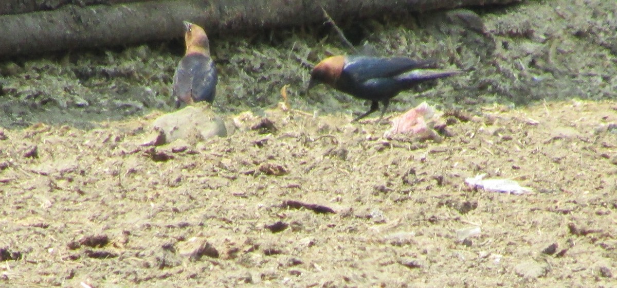 Brown-headed Cowbird - ML580848481