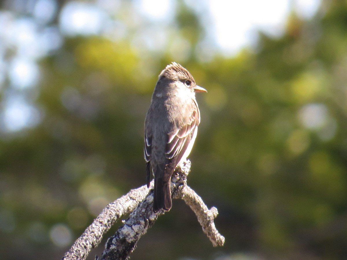 Olive-sided Flycatcher - Courtney Kelly Jett