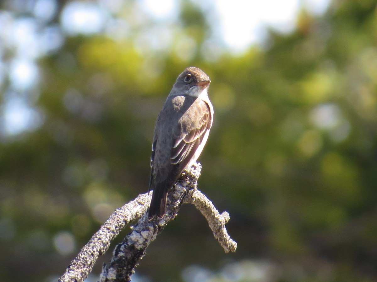 Olive-sided Flycatcher - ML58084871