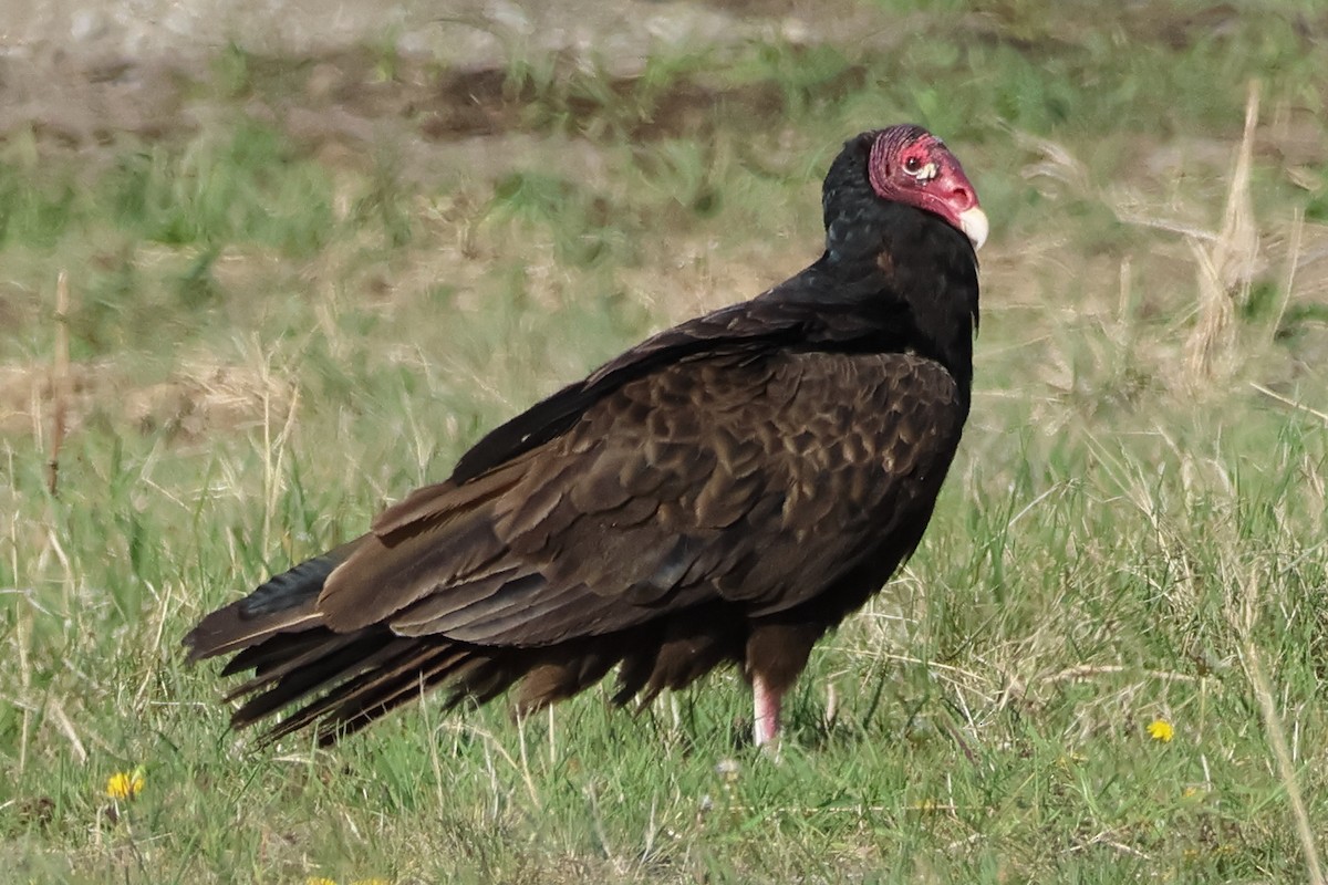 Turkey Vulture - Bruno Canadien