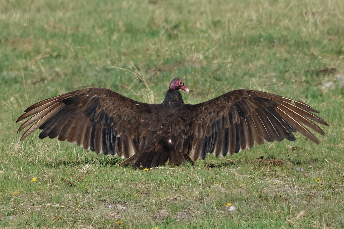 Turkey Vulture - Bruno Canadien