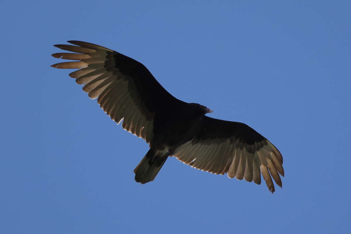 Turkey Vulture - Bruno Canadien