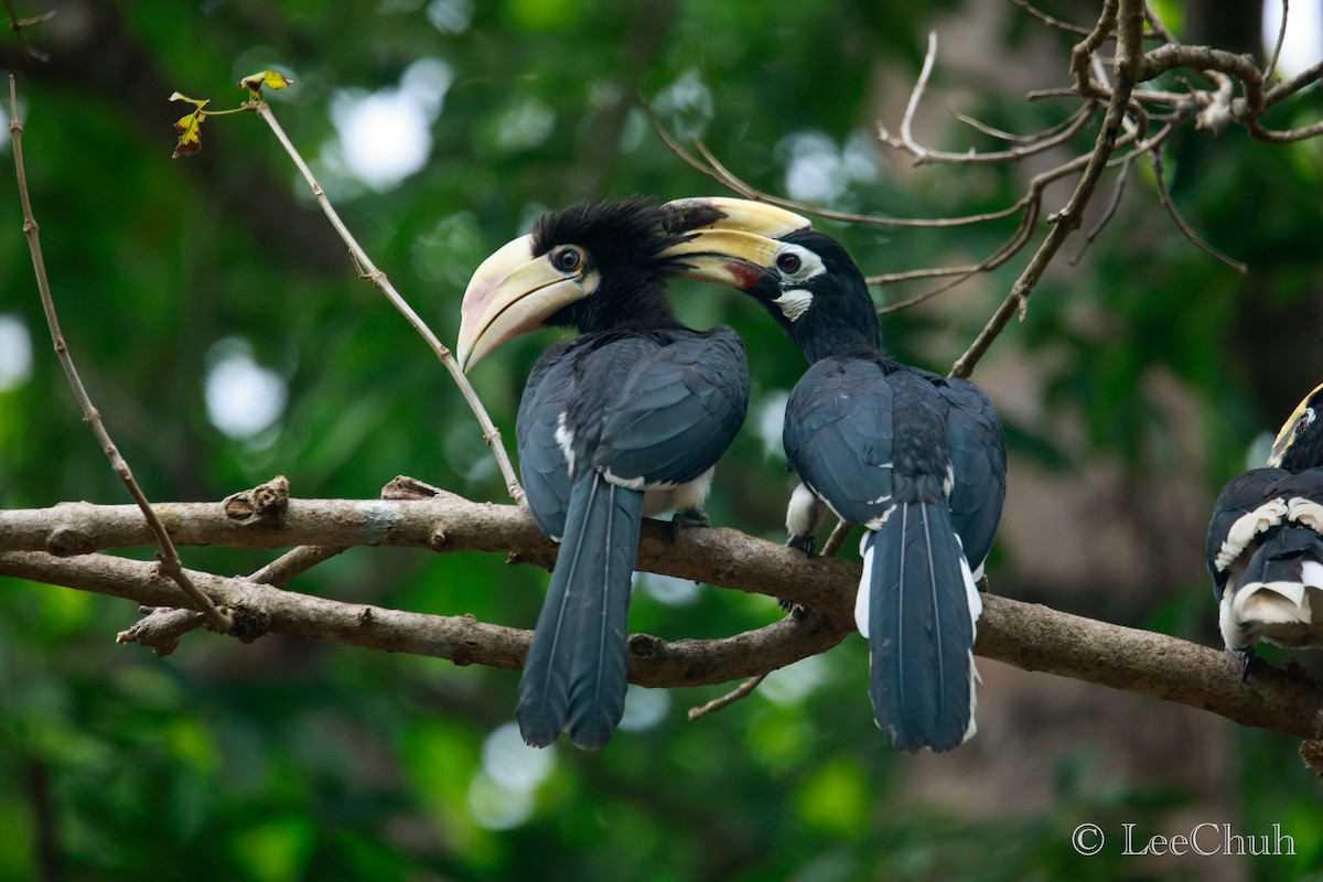 Oriental Pied-Hornbill - ML580848951