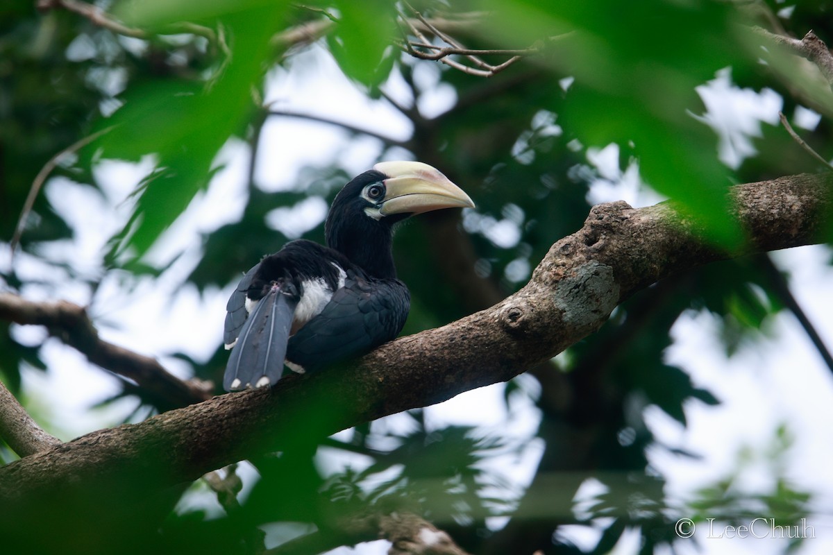 Oriental Pied-Hornbill - ML580848961