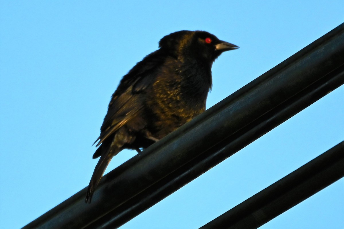 Bronzed Cowbird - ML580849221