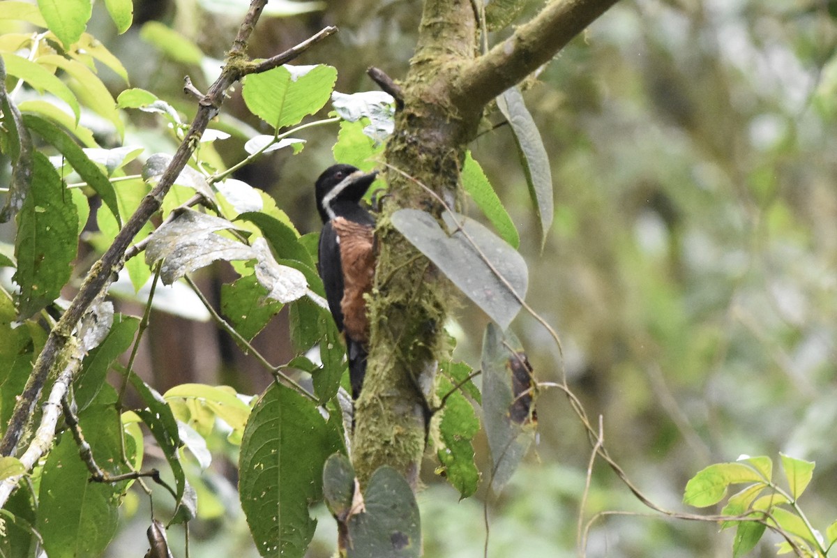 Powerful Woodpecker - ML580849531