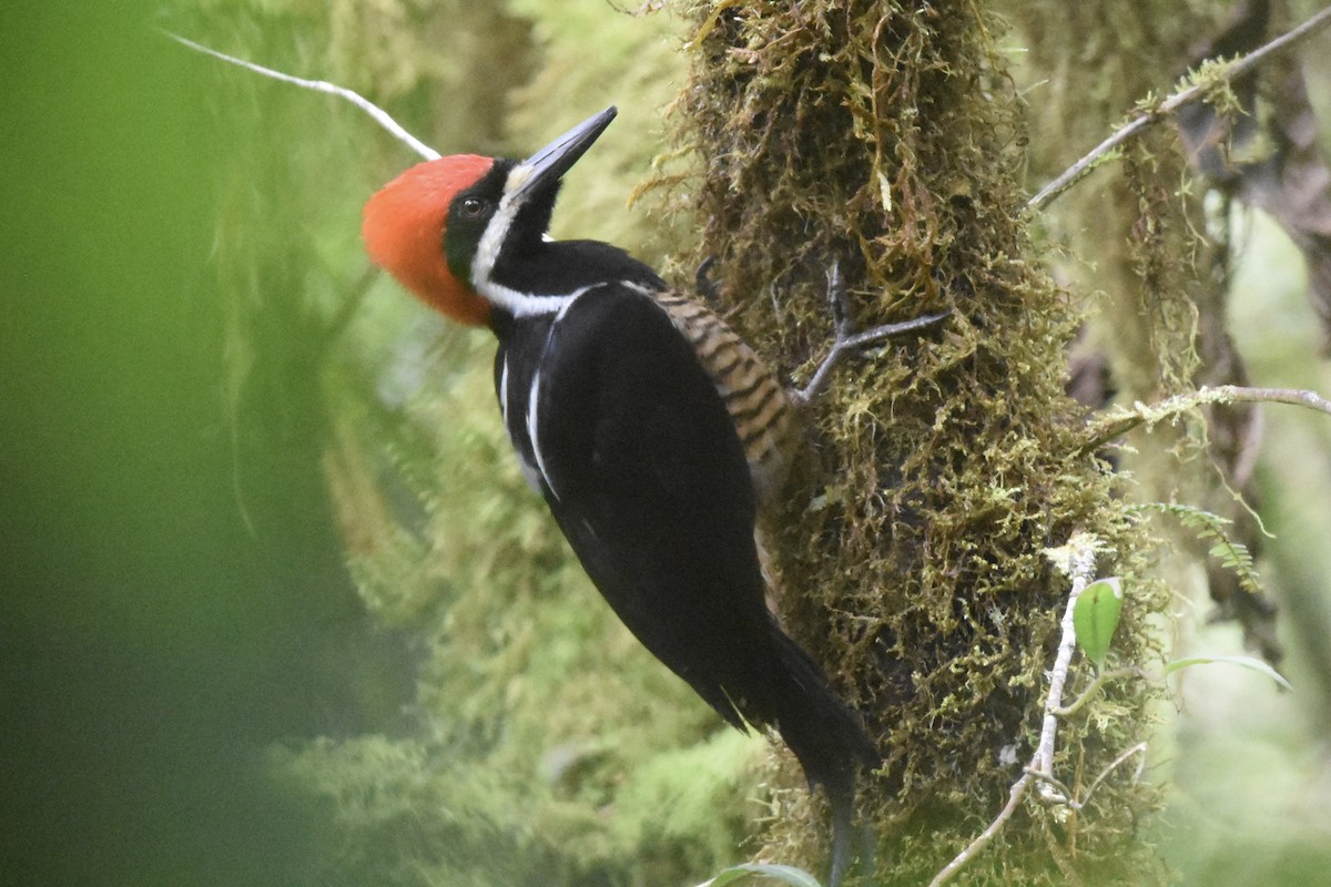 Powerful Woodpecker - ML580849541