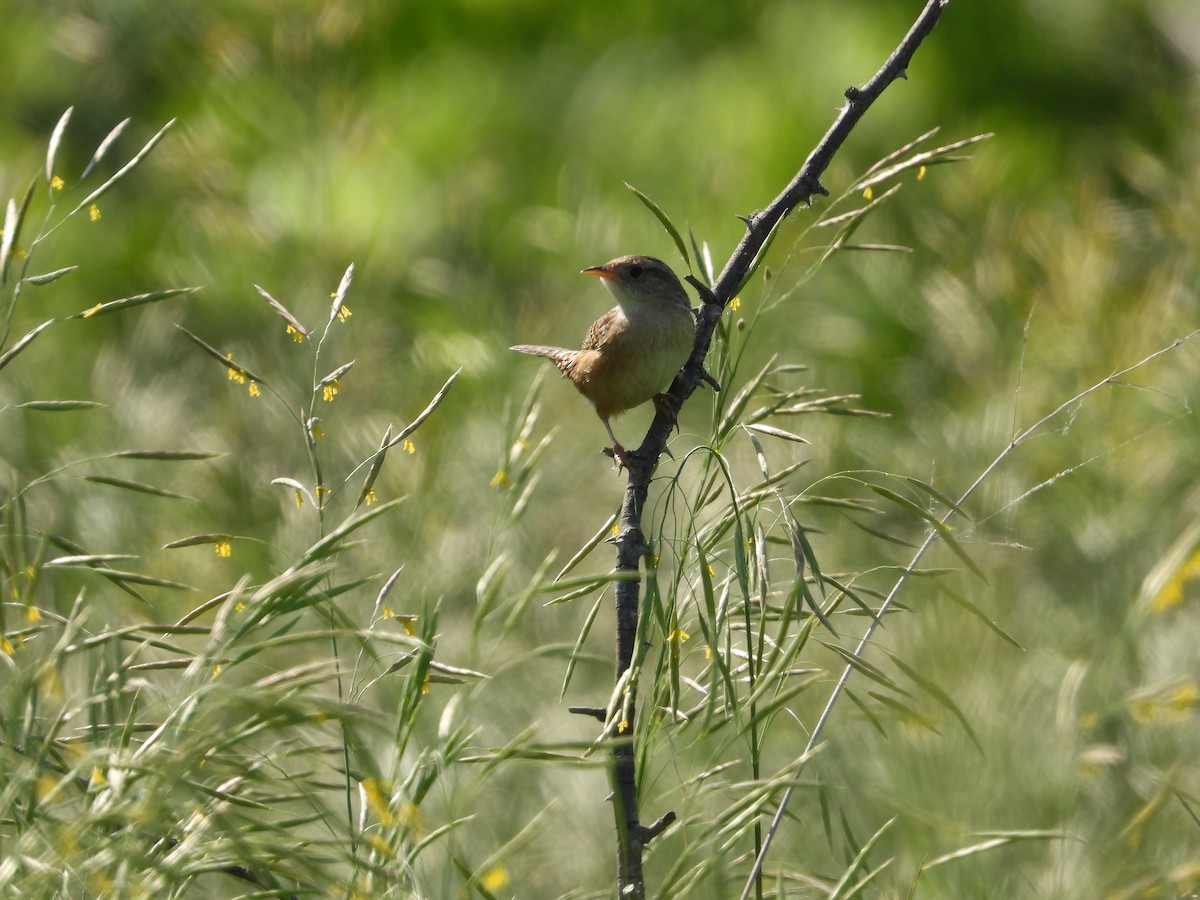 Sedge Wren - Cynthia Norris