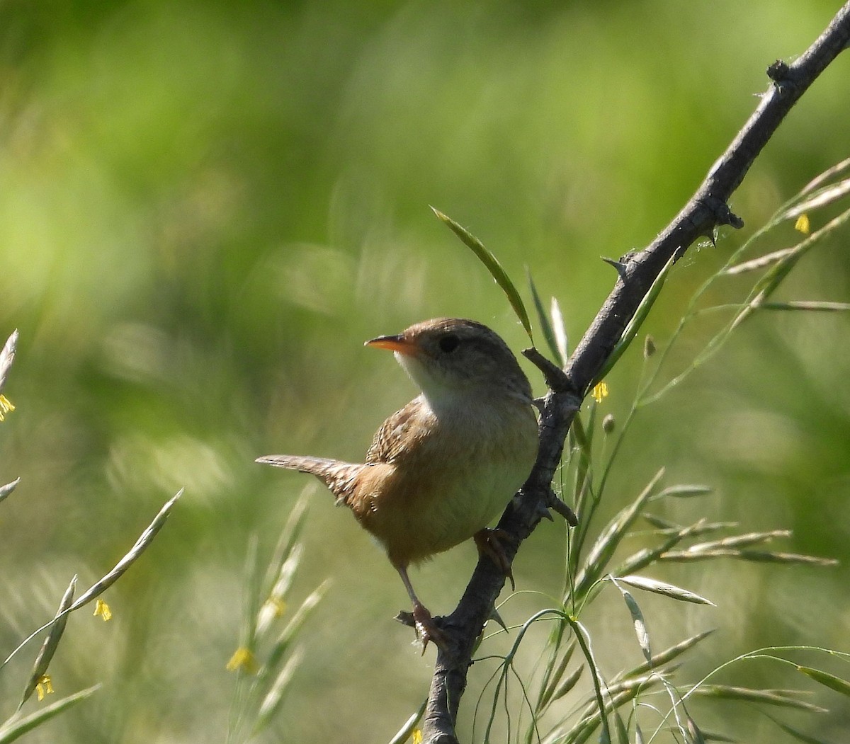 Sedge Wren - Cynthia Norris