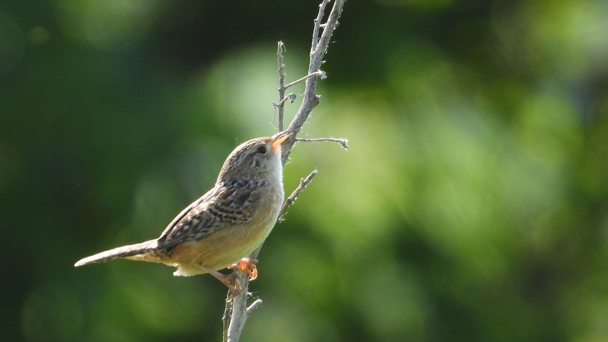 Sedge Wren - Cynthia Norris