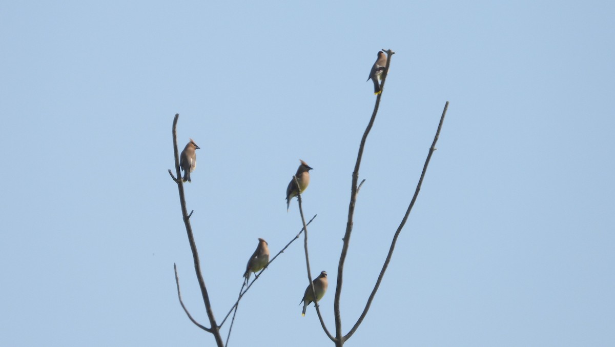 Cedar Waxwing - ML580850001