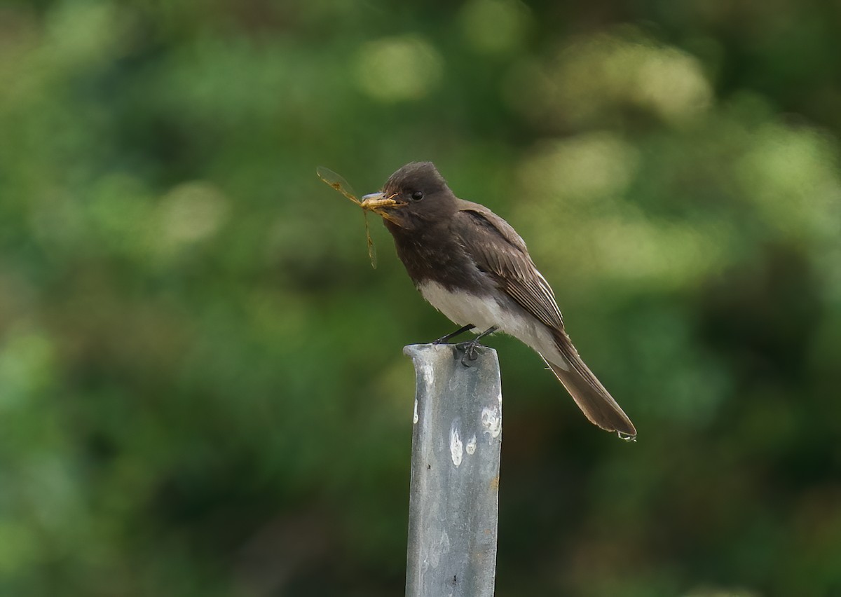 Black Phoebe - ML580851181