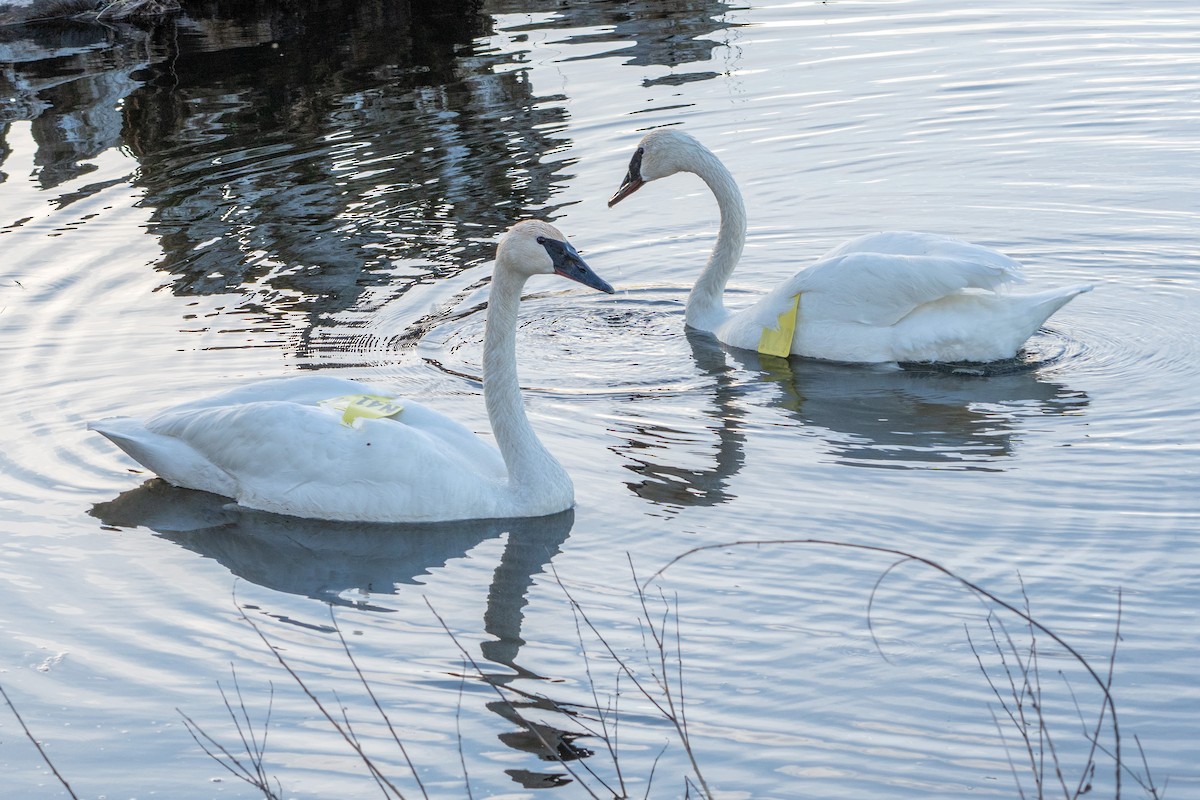 Trumpeter Swan - ML580852061