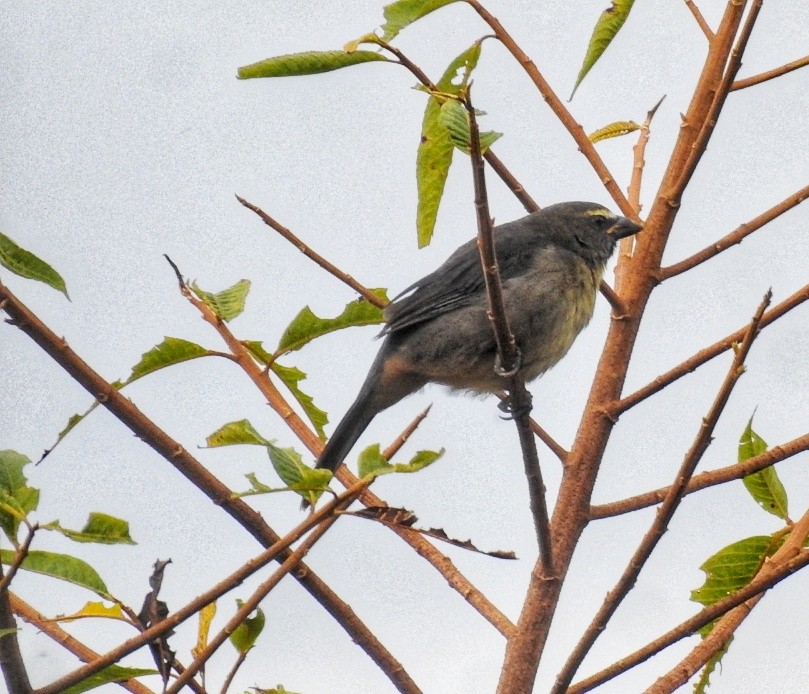 Pepitero Grisáceo del Amazonas - ML580852081
