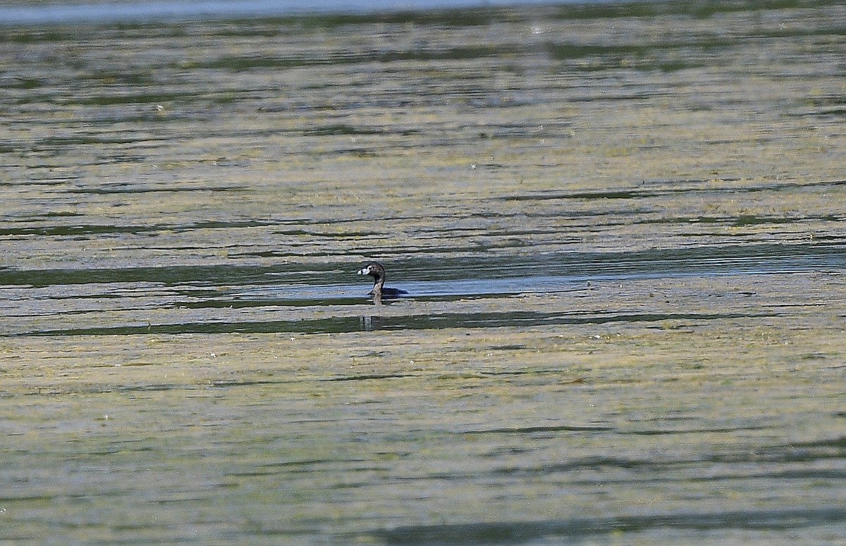 Pied-billed Grebe - ML580852841