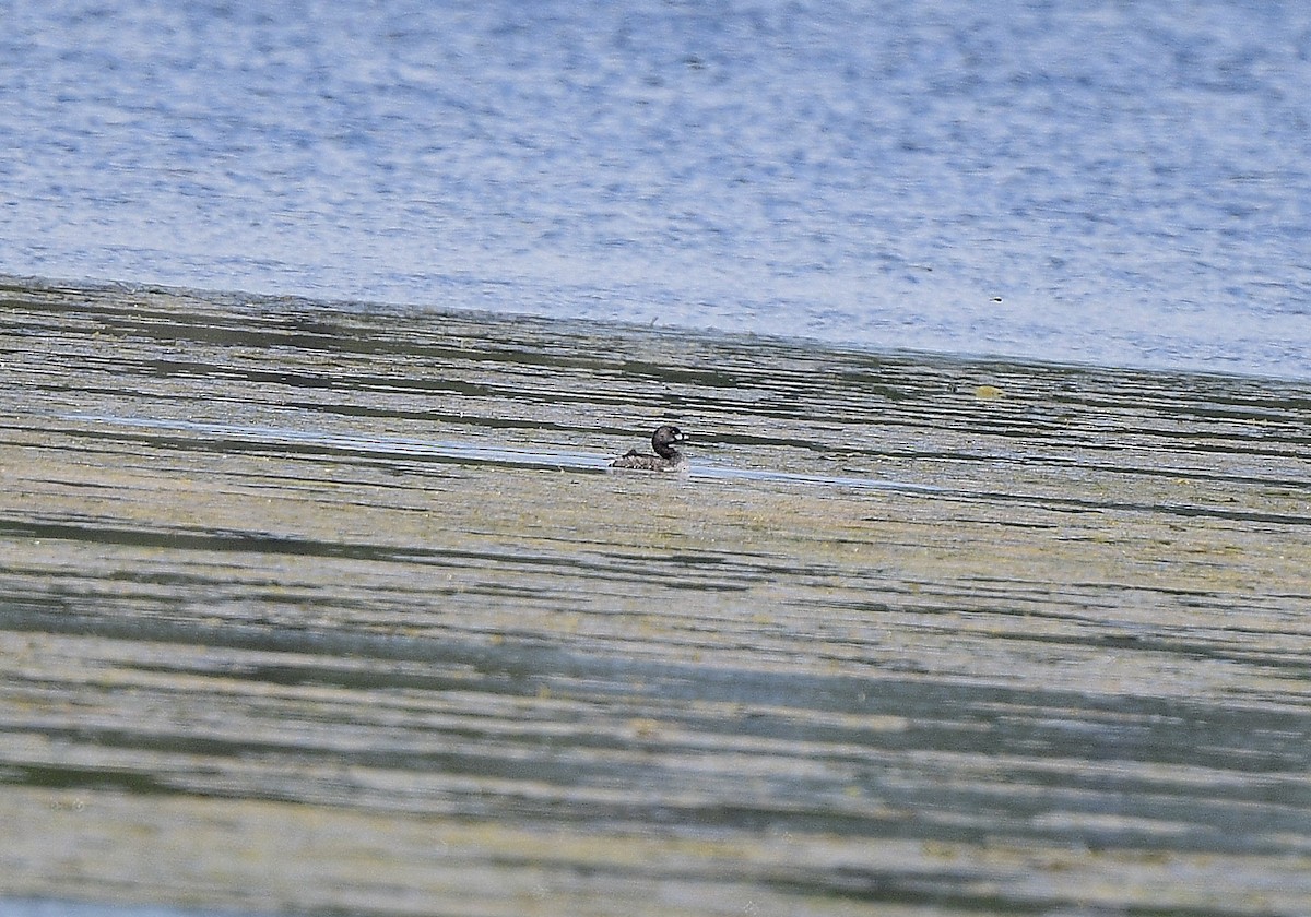 Pied-billed Grebe - ML580852851