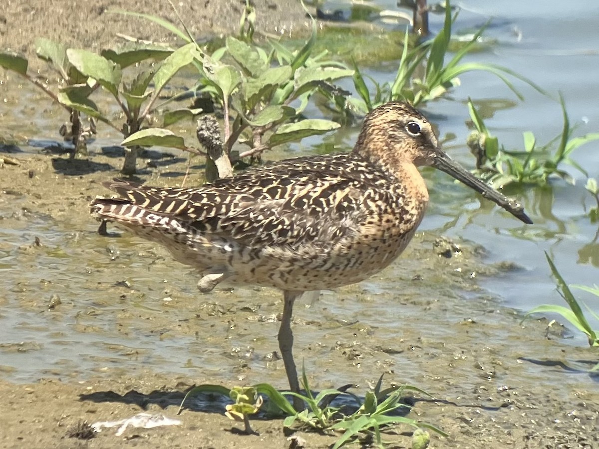 Short-billed Dowitcher - Roger Muskat