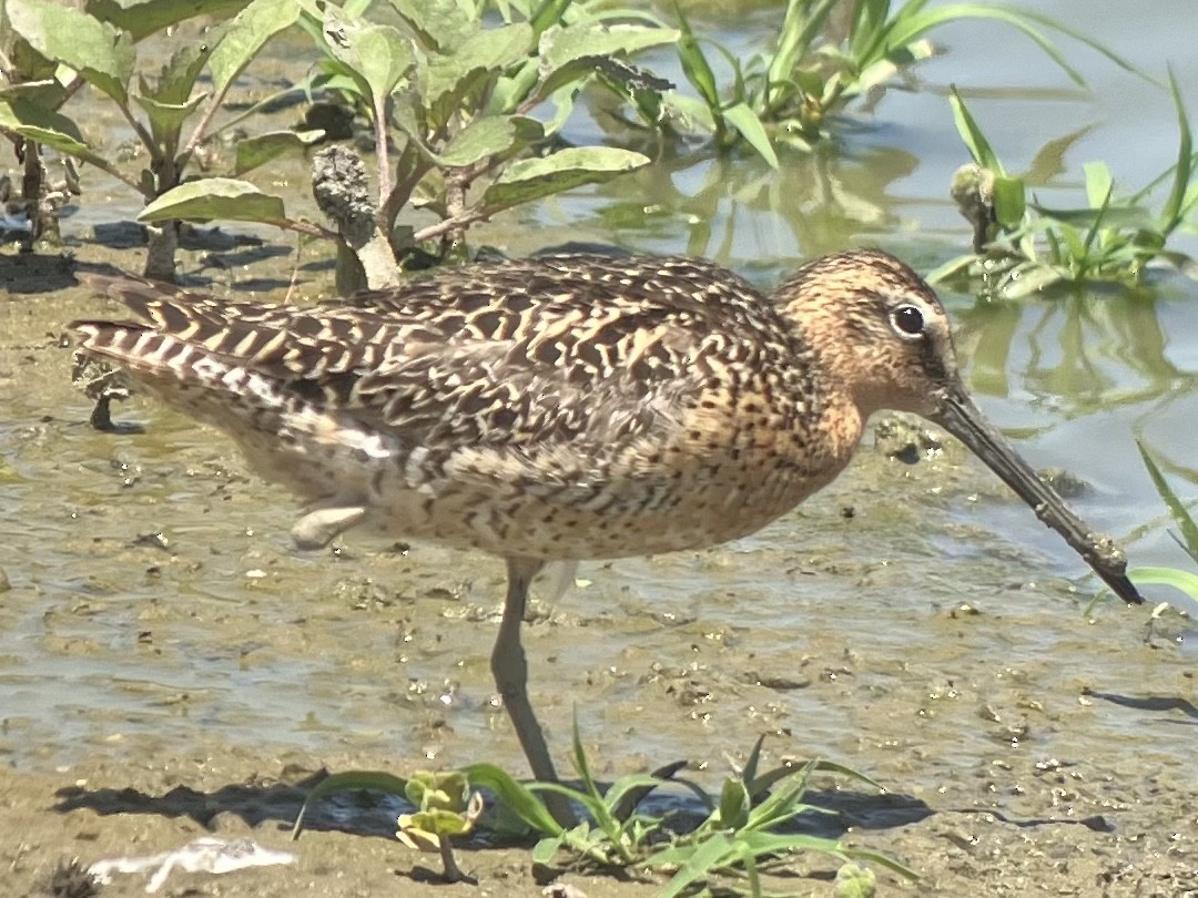 Short-billed Dowitcher - Roger Muskat