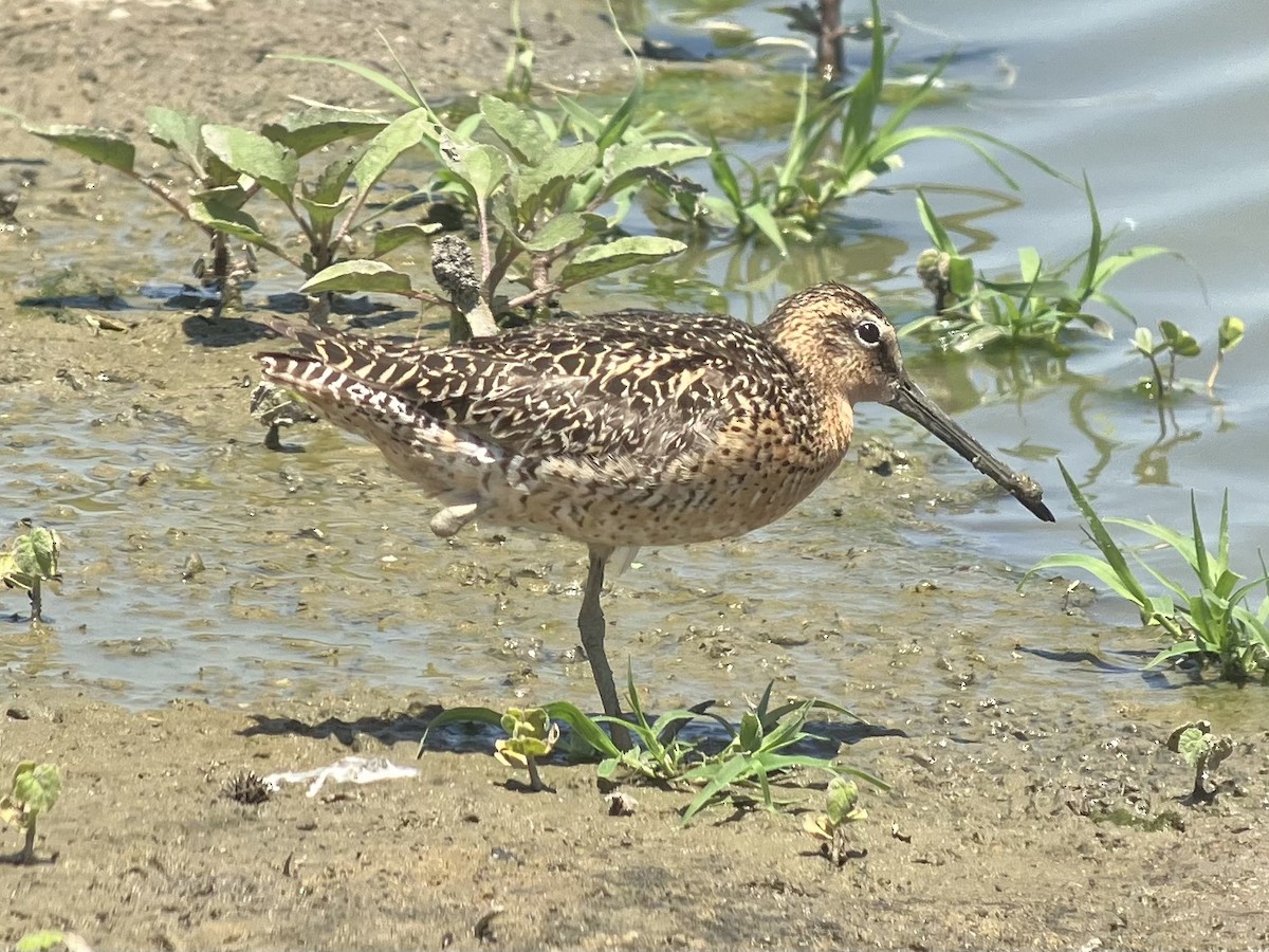 Short-billed Dowitcher - Roger Muskat