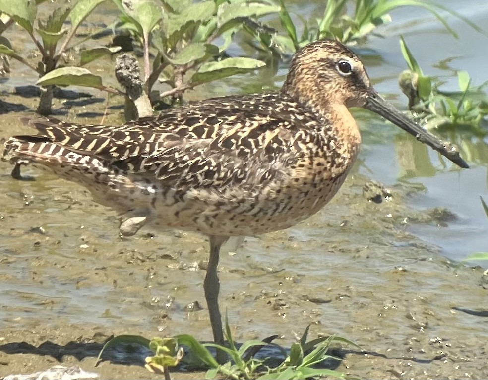 Short-billed Dowitcher - ML580853111