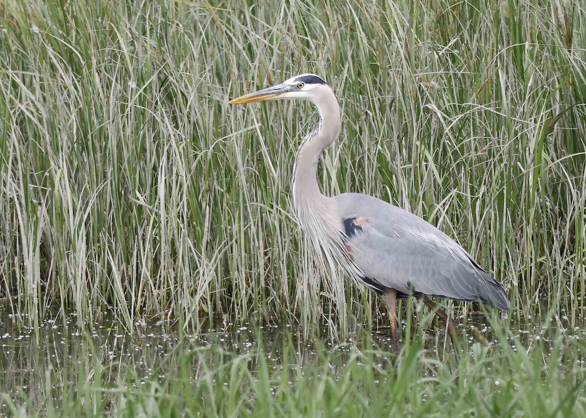 Great Blue Heron - Ken Pride