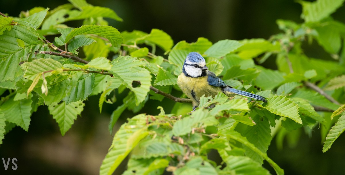 Eurasian Blue Tit - Vincent Sammartino