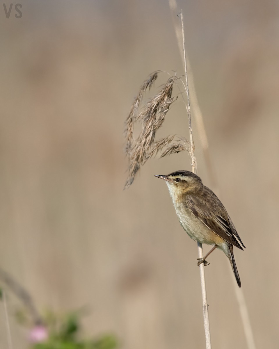 Sedge Warbler - ML580854701