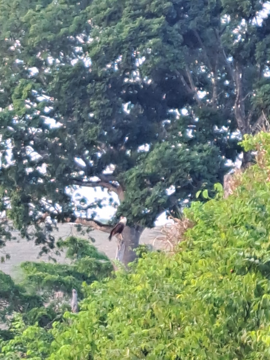 Crested Caracara - ML580855091