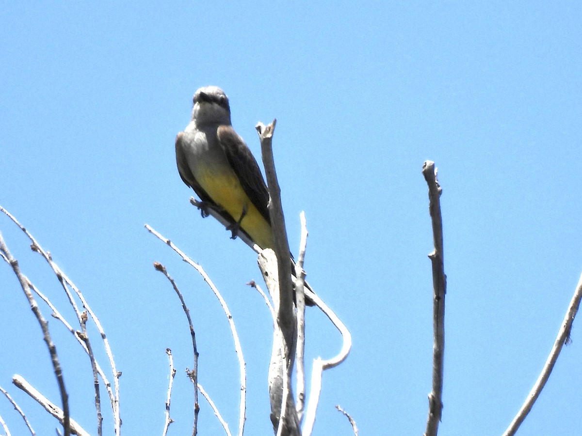 Western Kingbird - ML580855591