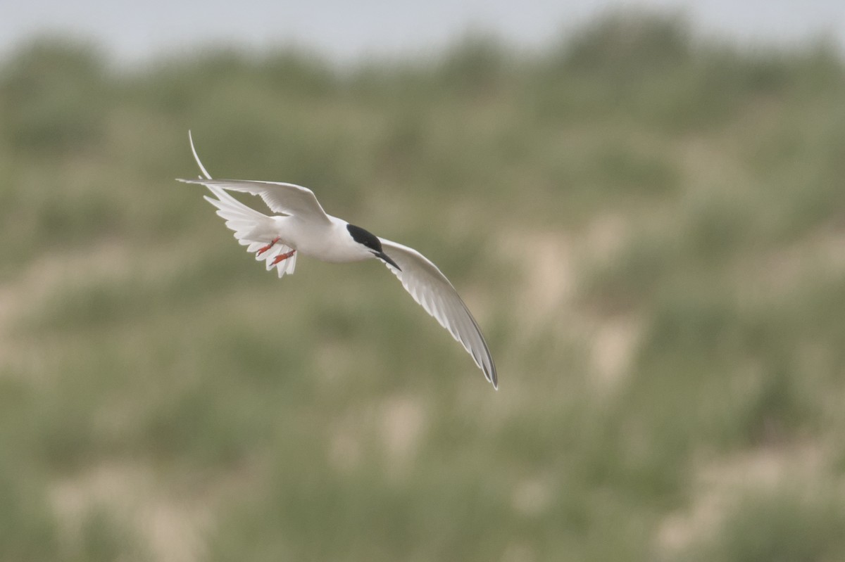 Roseate Tern - ML580855751