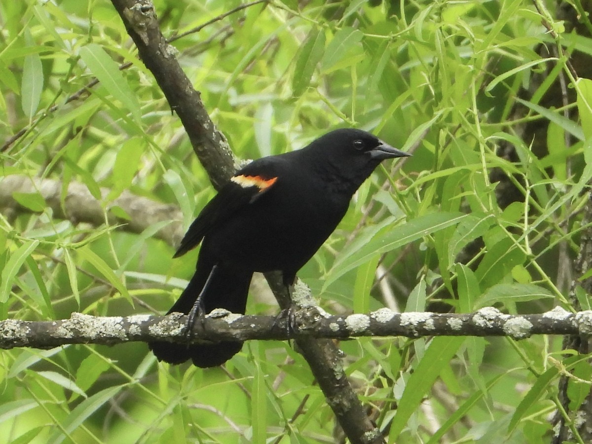 Red-winged Blackbird - ML580856071