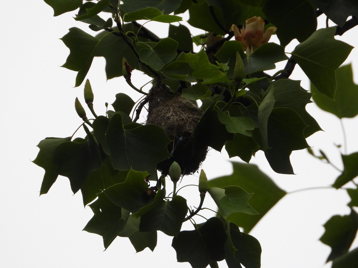 Baltimore Oriole - Melanie Kass