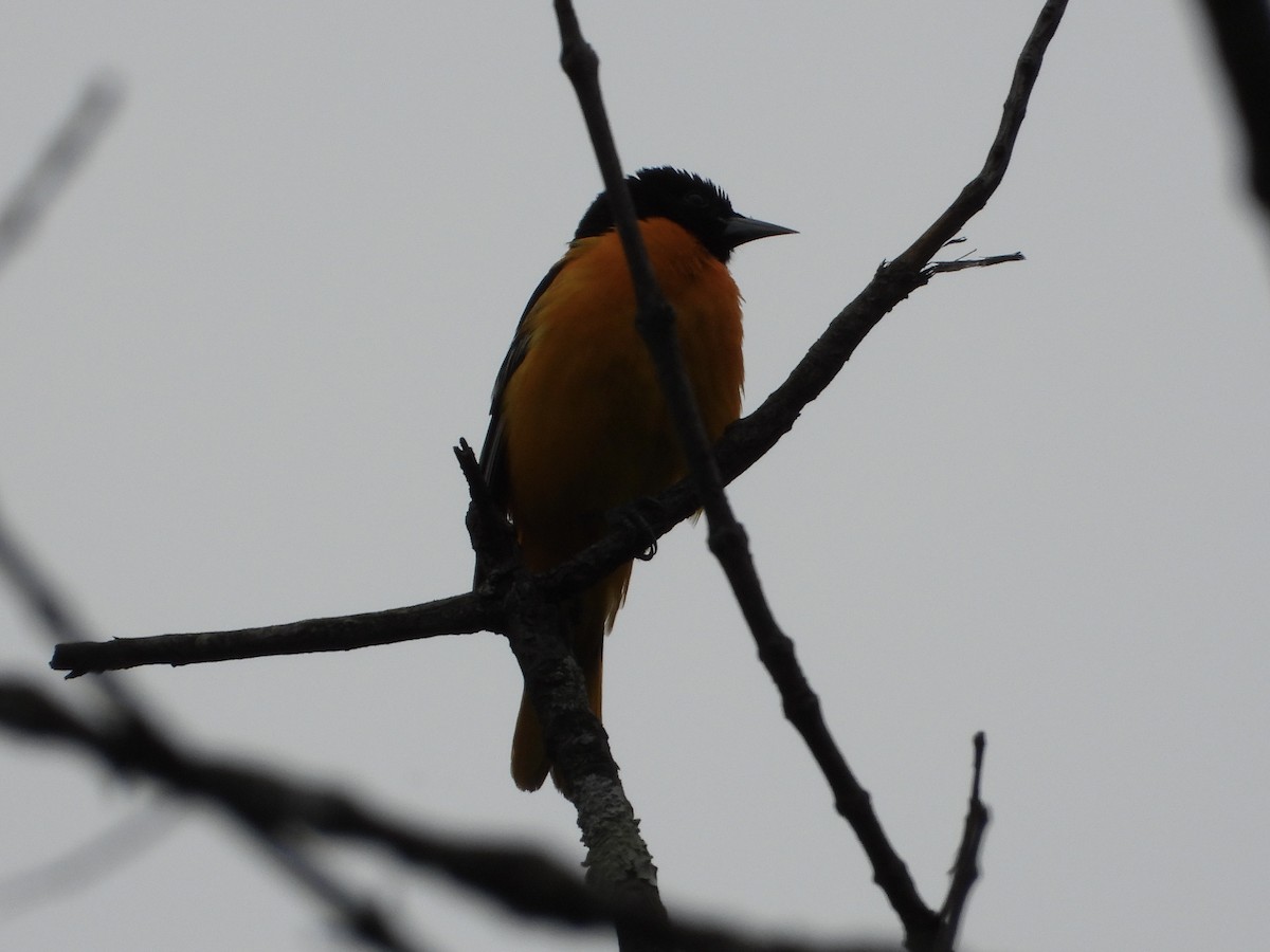 Baltimore Oriole - Melanie Kass