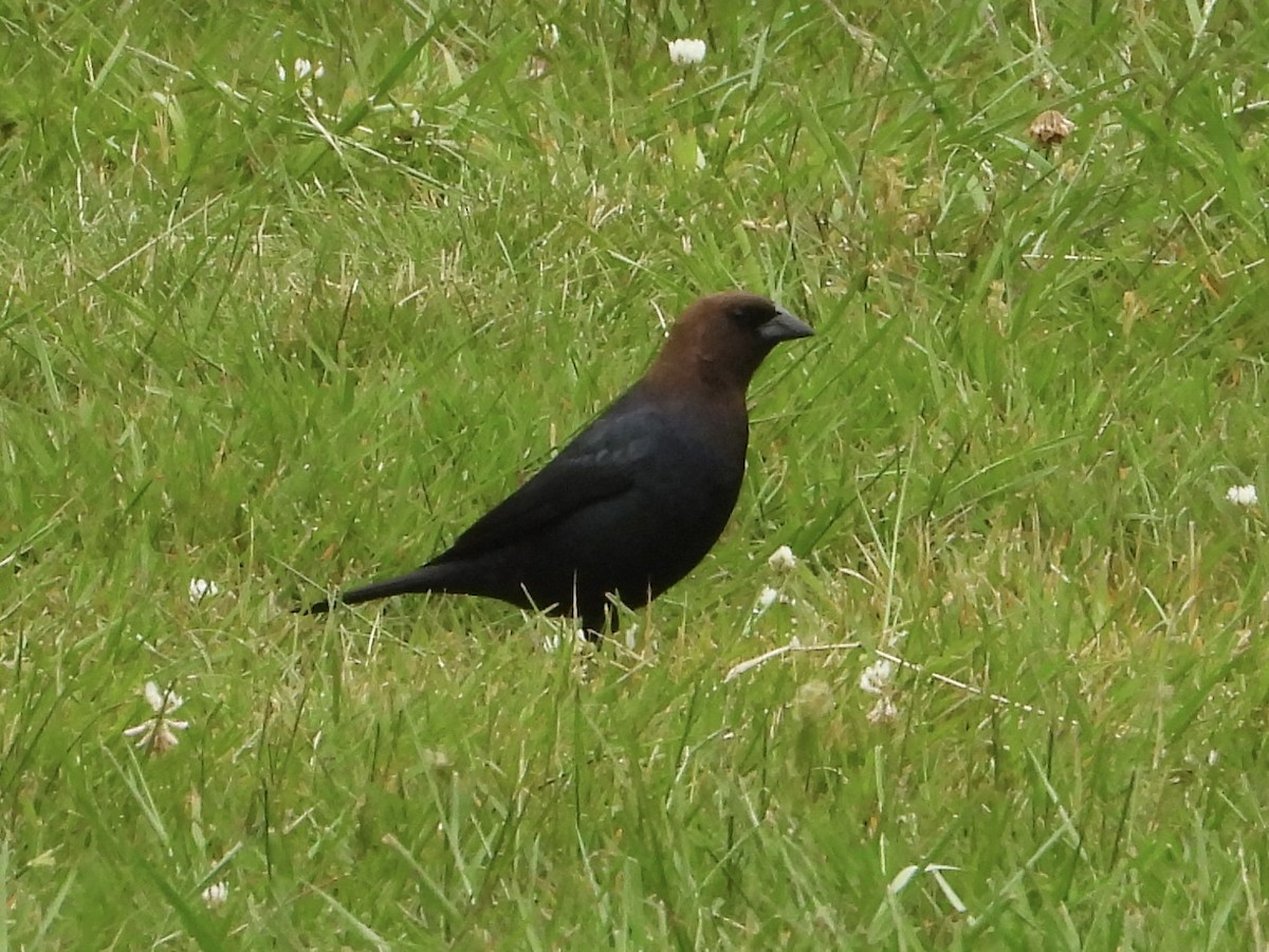 Brown-headed Cowbird - ML580856641