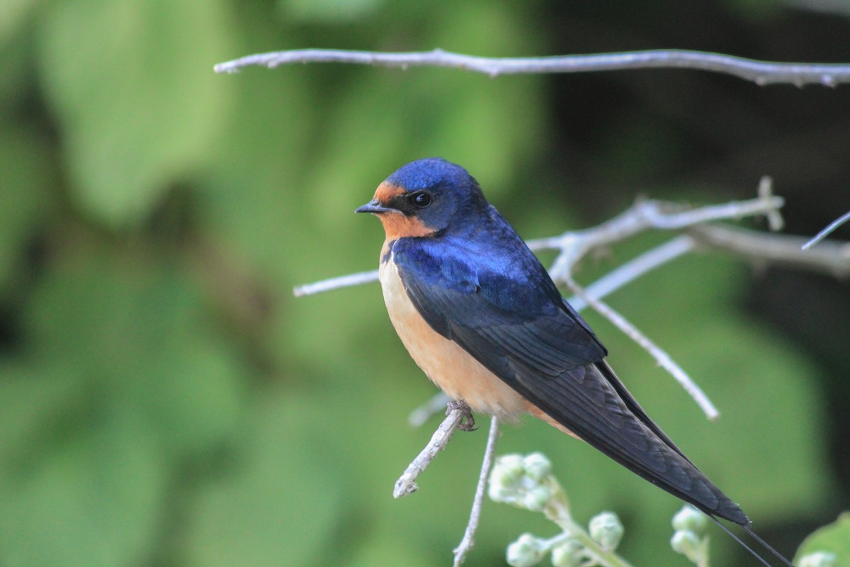 Barn Swallow - Riley Fern