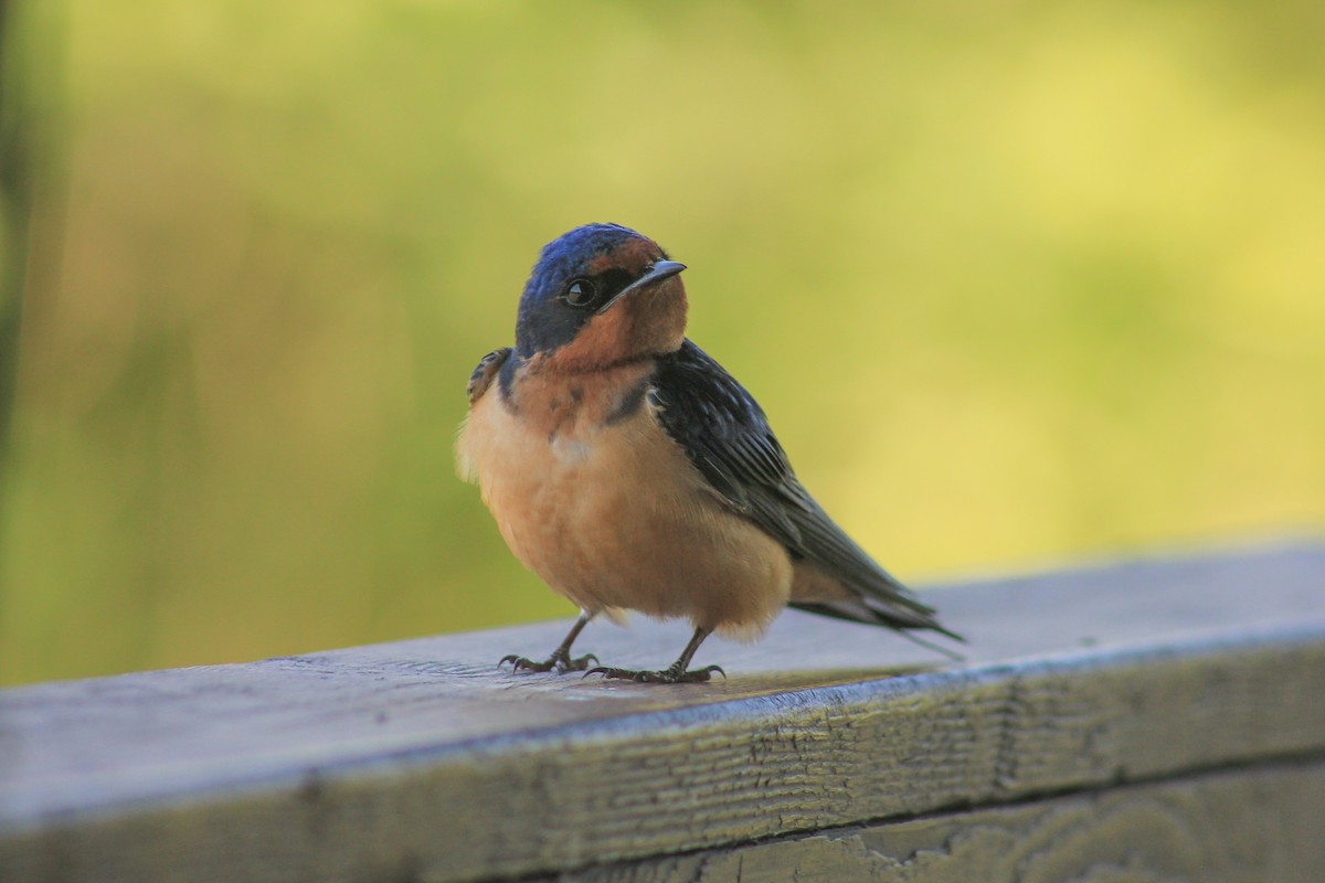 Barn Swallow - Riley Fern