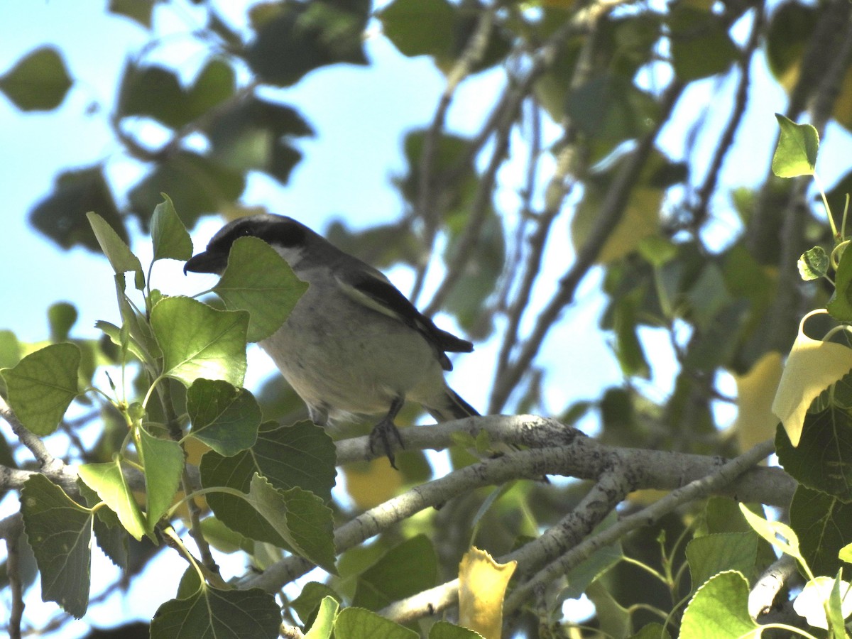 Pie-grièche migratrice - ML580857591