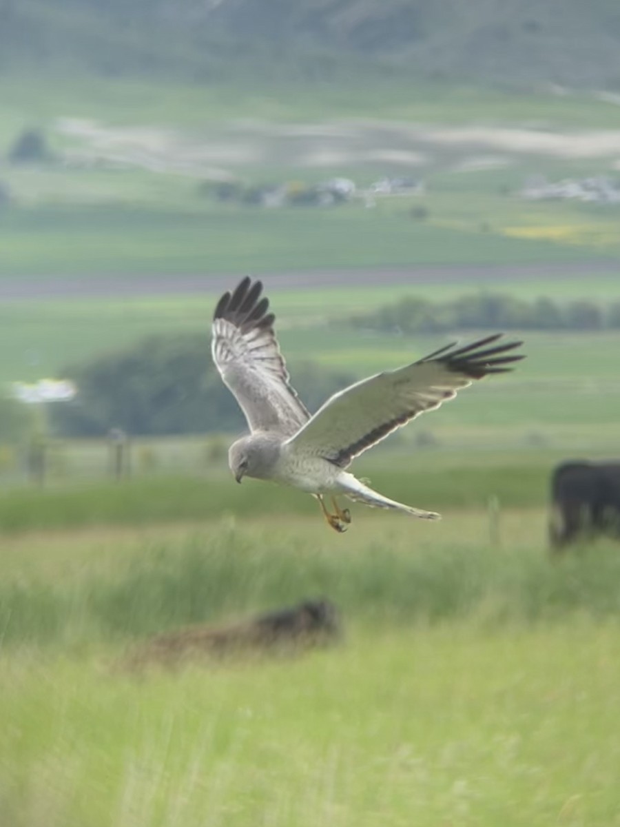 Northern Harrier - ML580857851