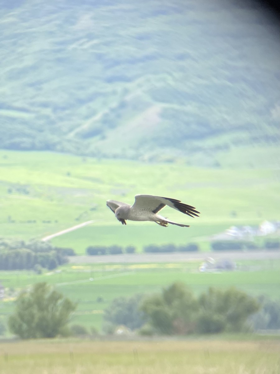 Northern Harrier - ML580857861